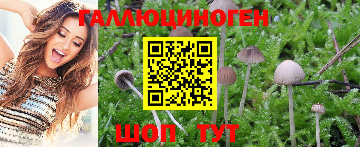 Галлюциногенные грибы Psilocybine cubensis Пугачёв