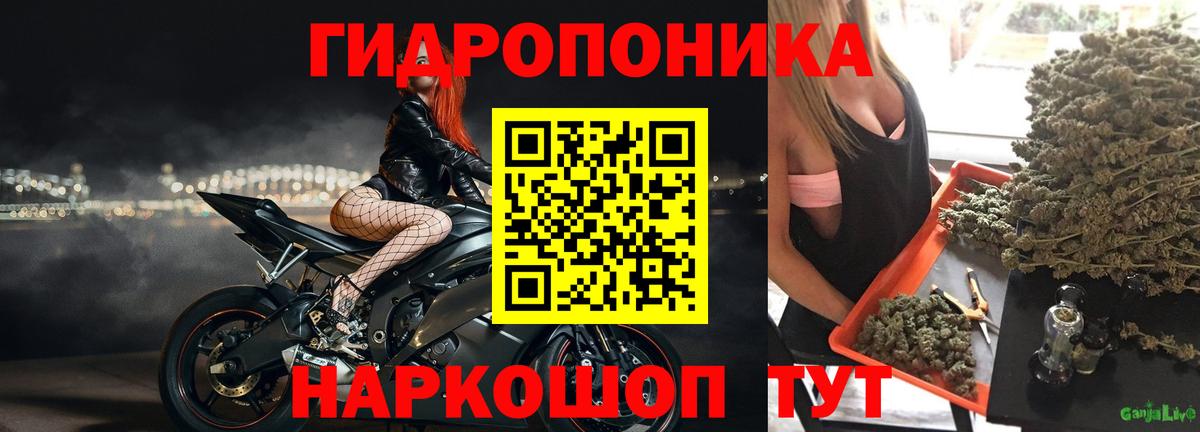 Пугачёв  Бошки Шишки индика  Марихуана планчик  МАРИХУАНА ГИДРОПОН  Вход с VPN 